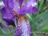 Iris aphylla. Основание наружной доли околоцветника с бородкой волосков. Тверская обл., г. Весьегонск, в культуре. 24 мая 2013 г.