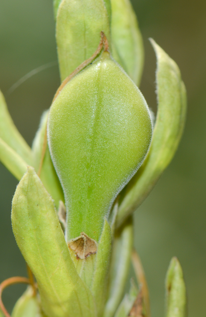 Image of Justicia adhatoda specimen.