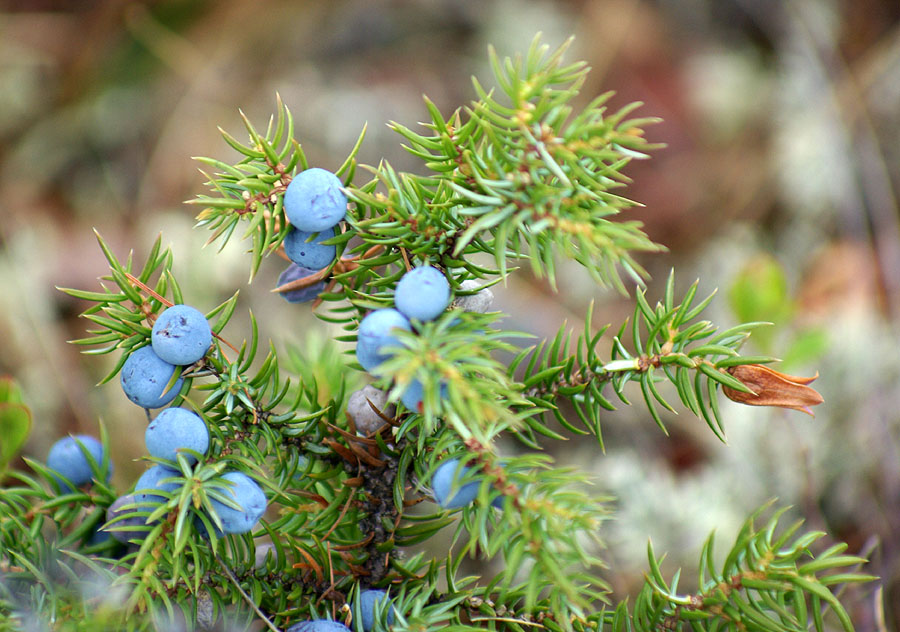 Изображение особи Juniperus communis.