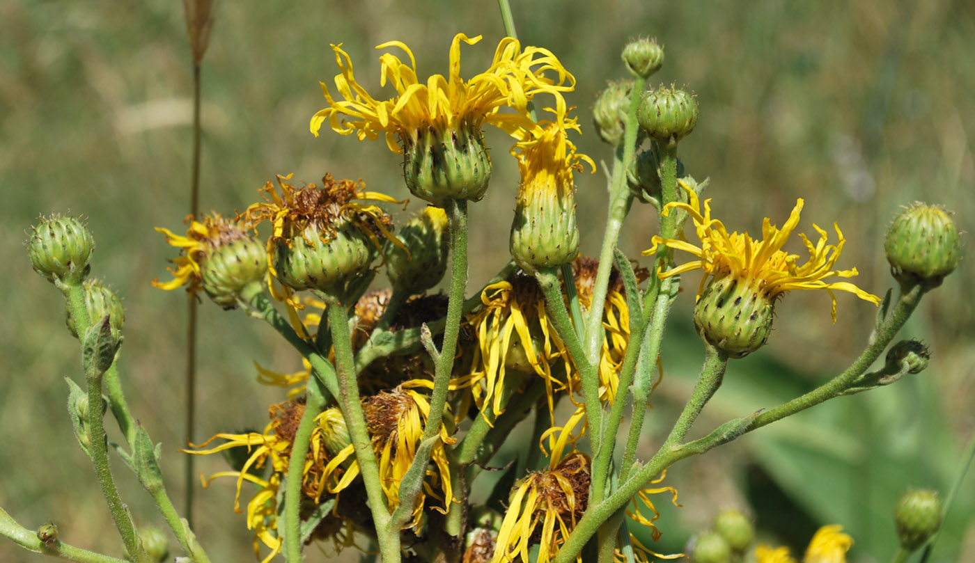 Изображение особи Inula macrophylla.