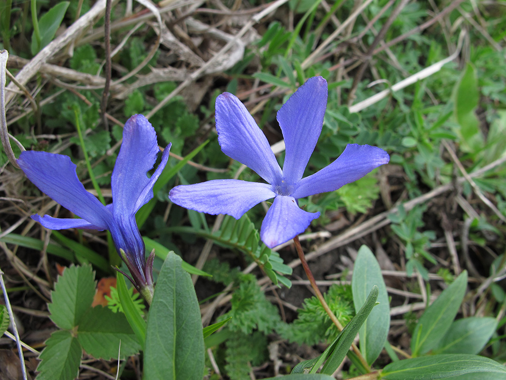 Image of Vinca herbacea specimen.