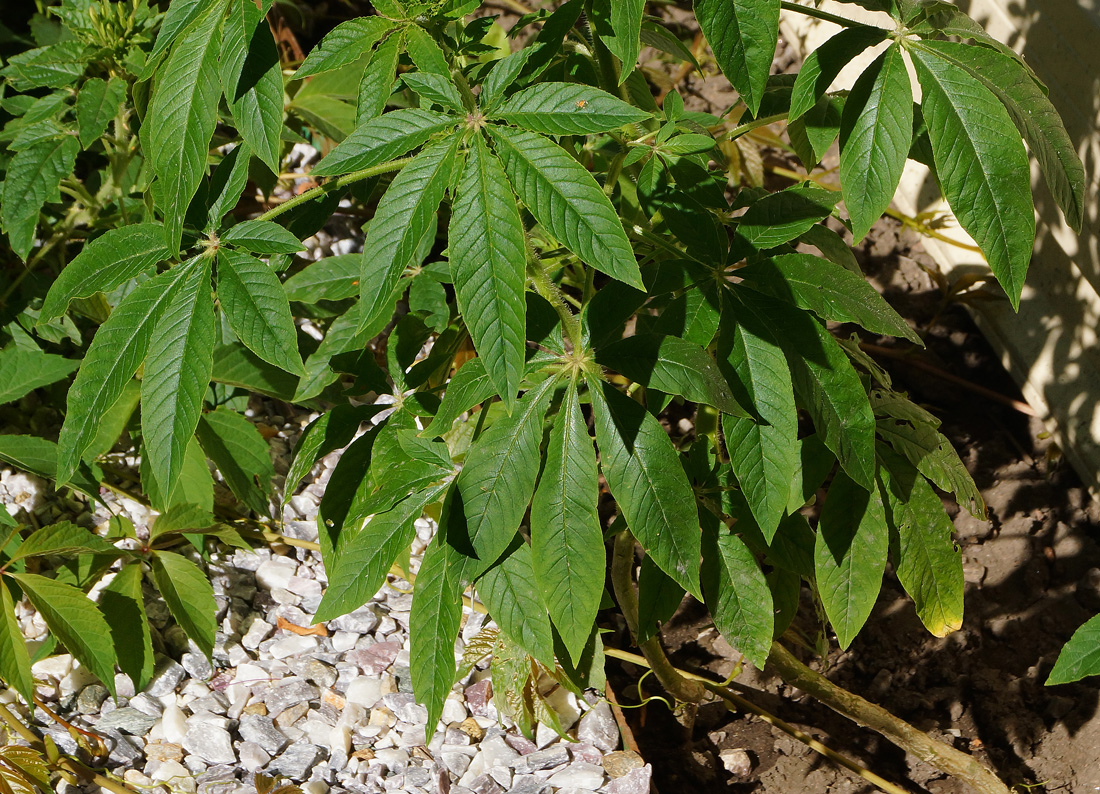 Image of Tarenaya hassleriana specimen.