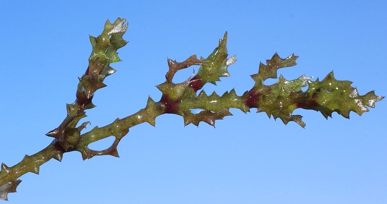 Image of Najas marina specimen.