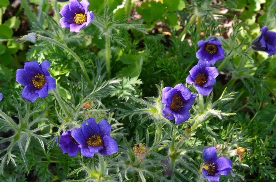 Изображение особи Pulsatilla regeliana.