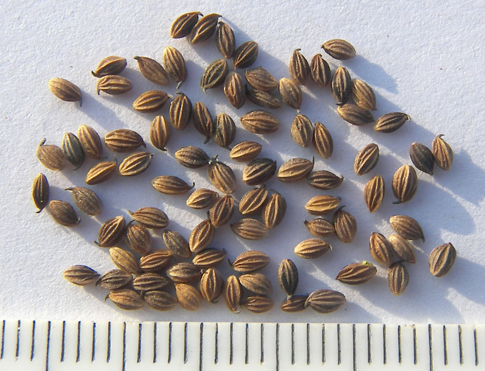 Image of Thalictrum simplex specimen.