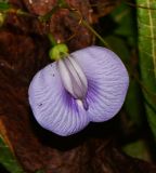 Clitoria macrophylla
