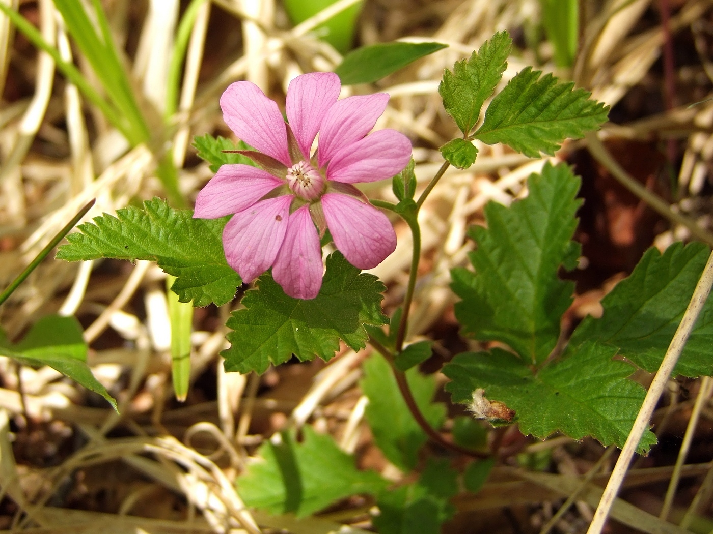 Image of Rubus arcticus specimen.