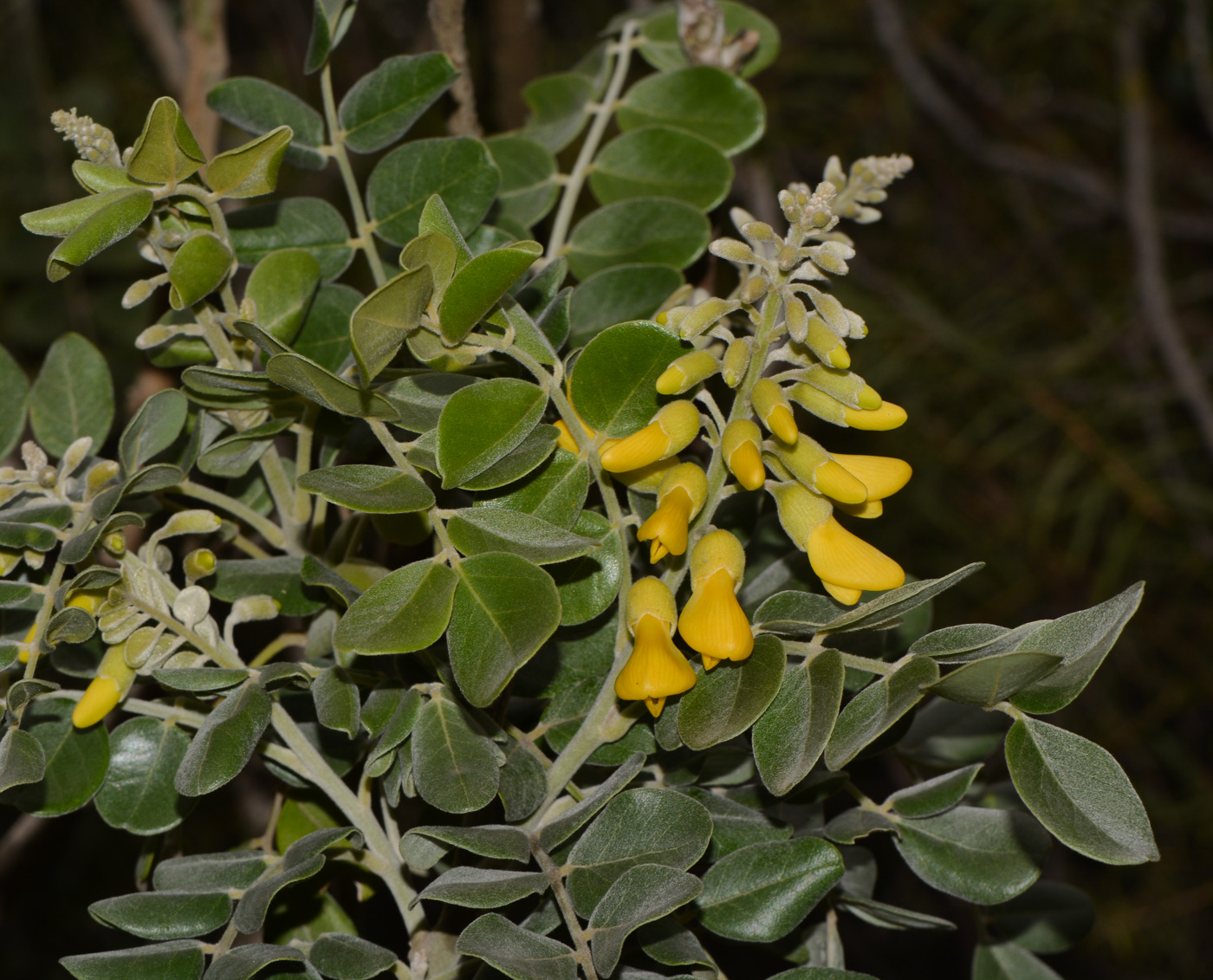 Image of Sophora tomentosa specimen.