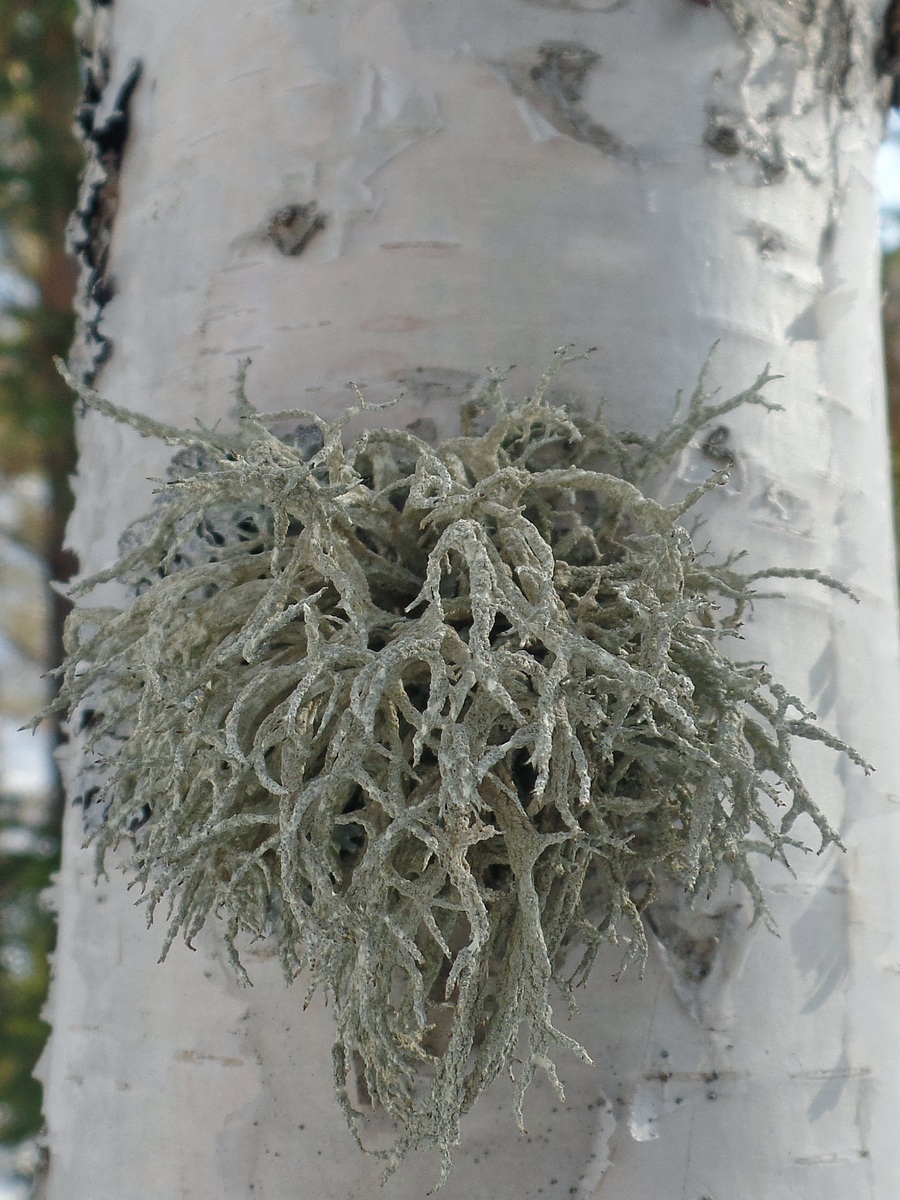 Image of genus Evernia specimen.