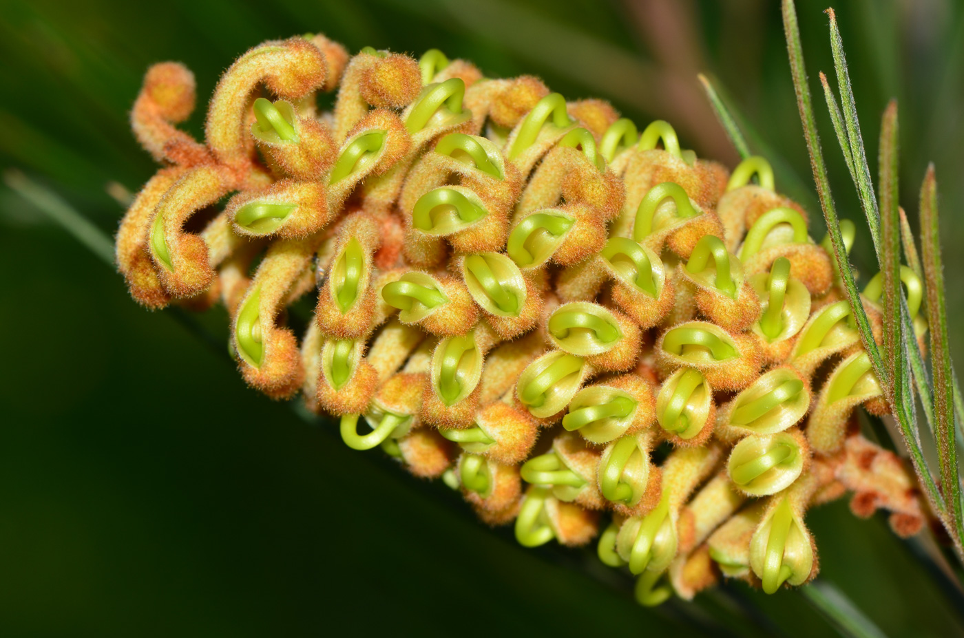 Image of Grevillea hodgei specimen.