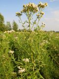 Achillea salicifolia