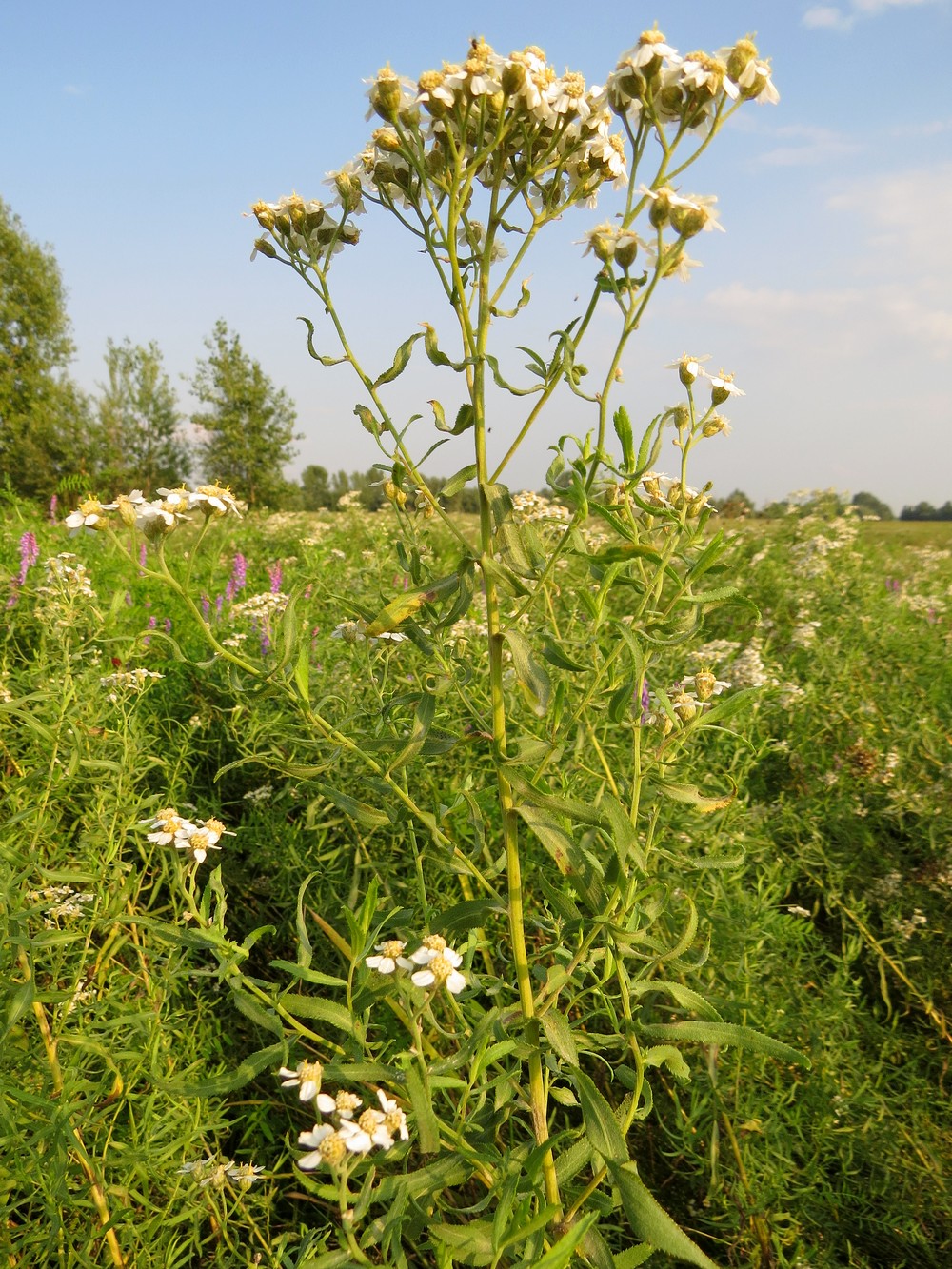 Изображение особи Achillea salicifolia.