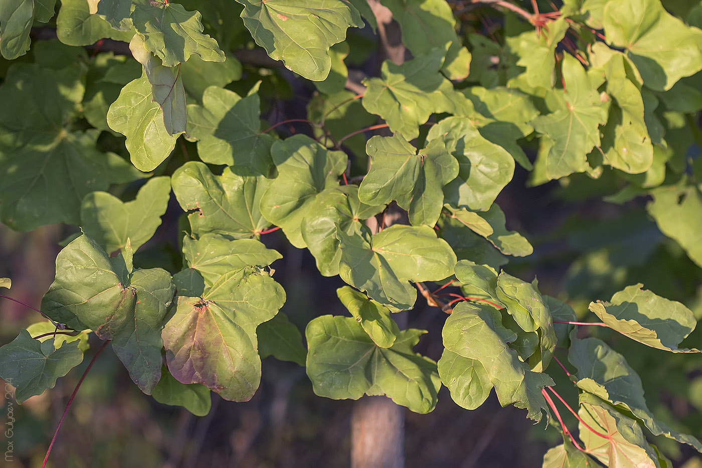 Image of Acer platanoides specimen.