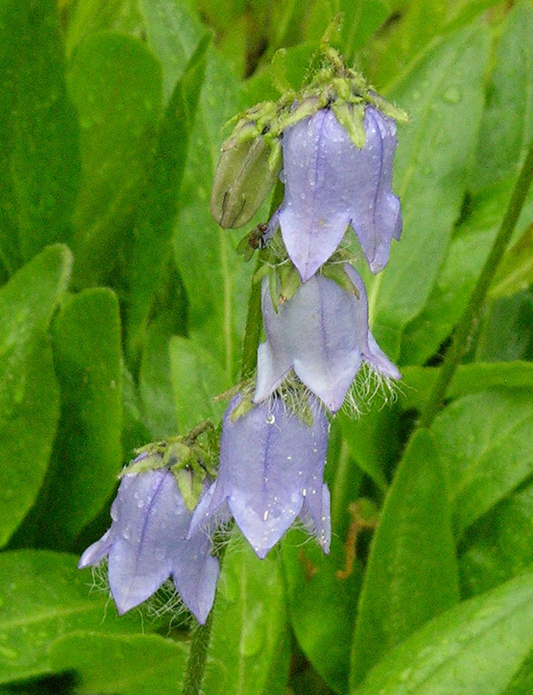 Image of Campanula barbata specimen.