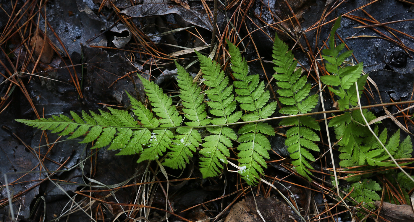 Изображение особи Dryopteris carthusiana.