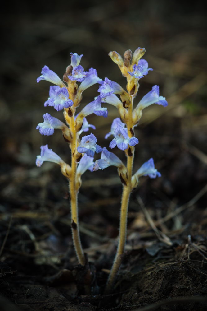 Image of genus Phelipanche specimen.