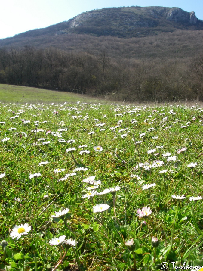 Image of Bellis perennis specimen.