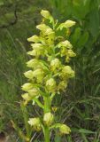 Orchis punctulata. Соцветие. Краснодарский край, м/о город-курорт Геленджик, окр. пос. Светлый, щель Церковная, можжевелово-дубовое редколесье на юго-восточном склоне к водохранилищу. 6 мая 2017 г.