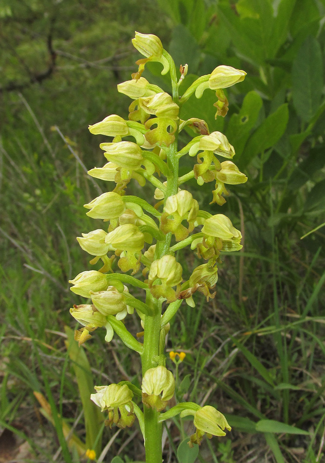 Image of Orchis punctulata specimen.