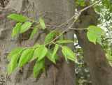 Celtis caucasica