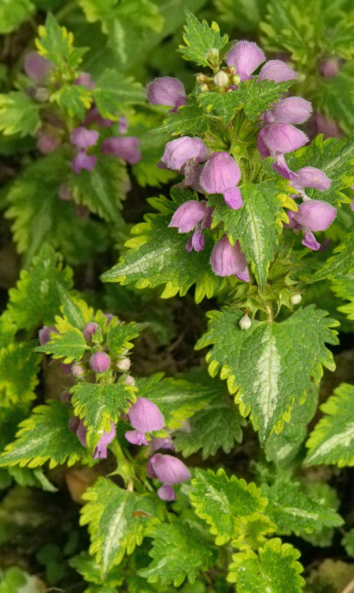 Image of Lamium maculatum specimen.