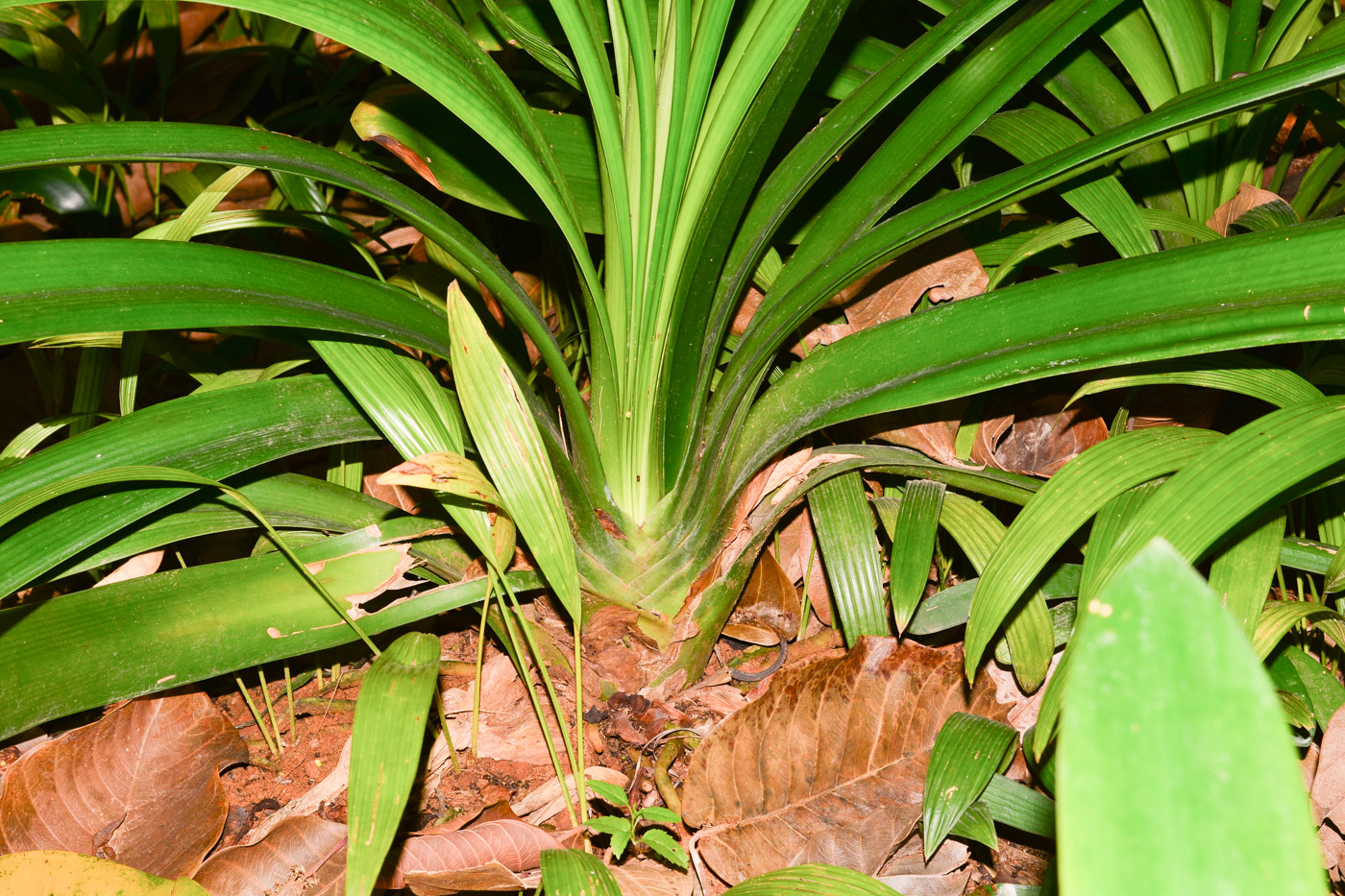 Image of Clivia miniata specimen.