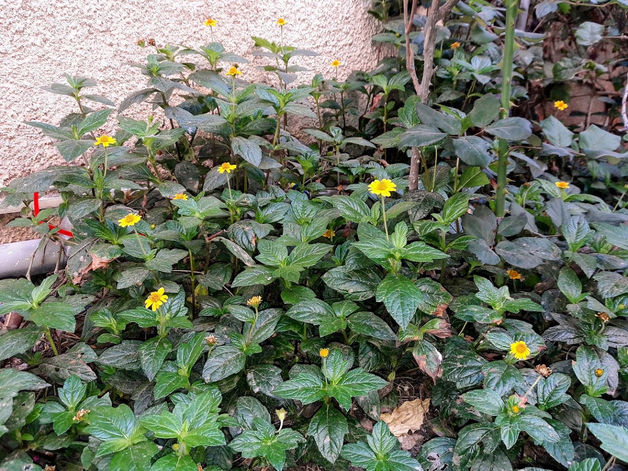 Image of Tridax trilobata specimen.