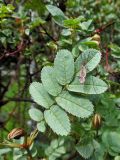 Rosa spinosissima