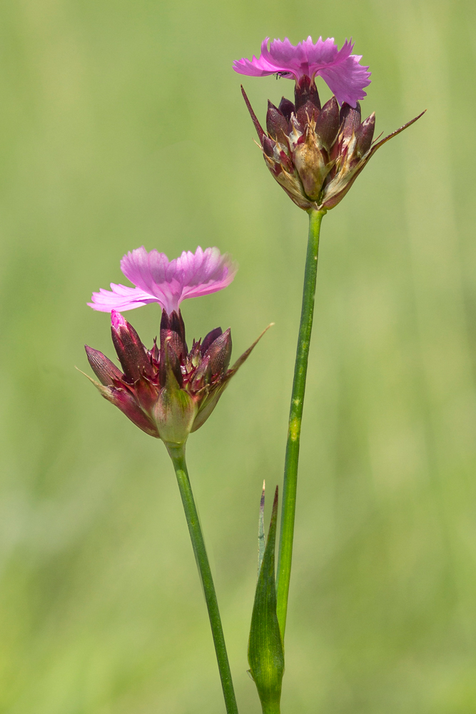 Image of Dianthus andrzejowskianus specimen.