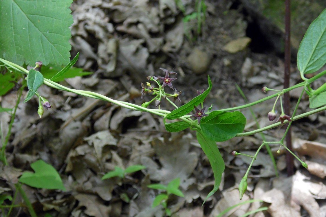 Изображение особи Vincetoxicum scandens.