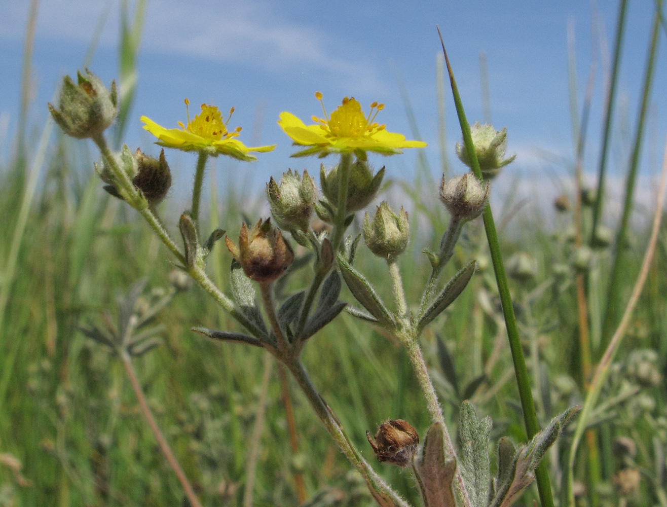 Изображение особи Potentilla impolita.