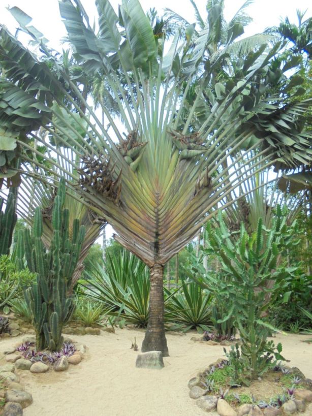 Изображение особи Ravenala madagascariensis.