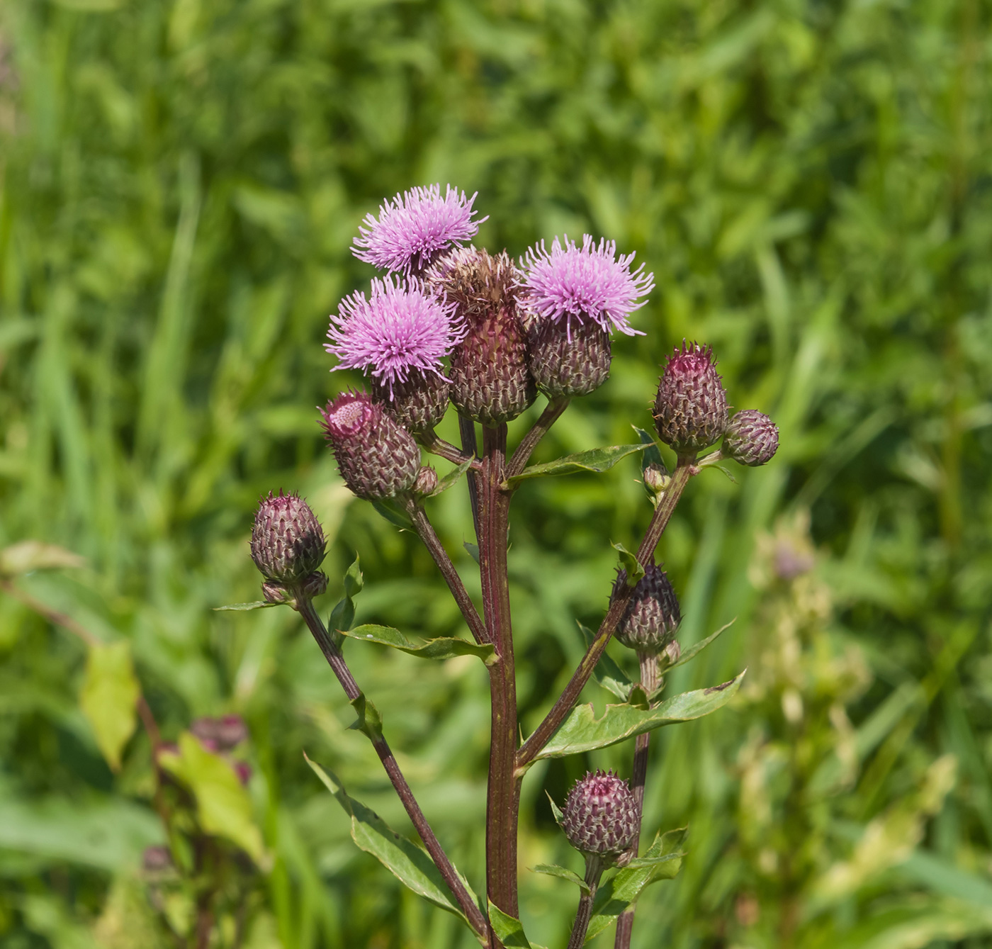 Image of Cirsium setosum specimen.