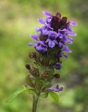 Prunella vulgaris. Верхушка цветущего растения. Пермский край, г. Пермь, Свердловский р-н, кладбище \"Южное\", обочина асфальтовой дорожки. 01.08.2017.