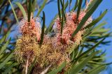 Hakea multilineata