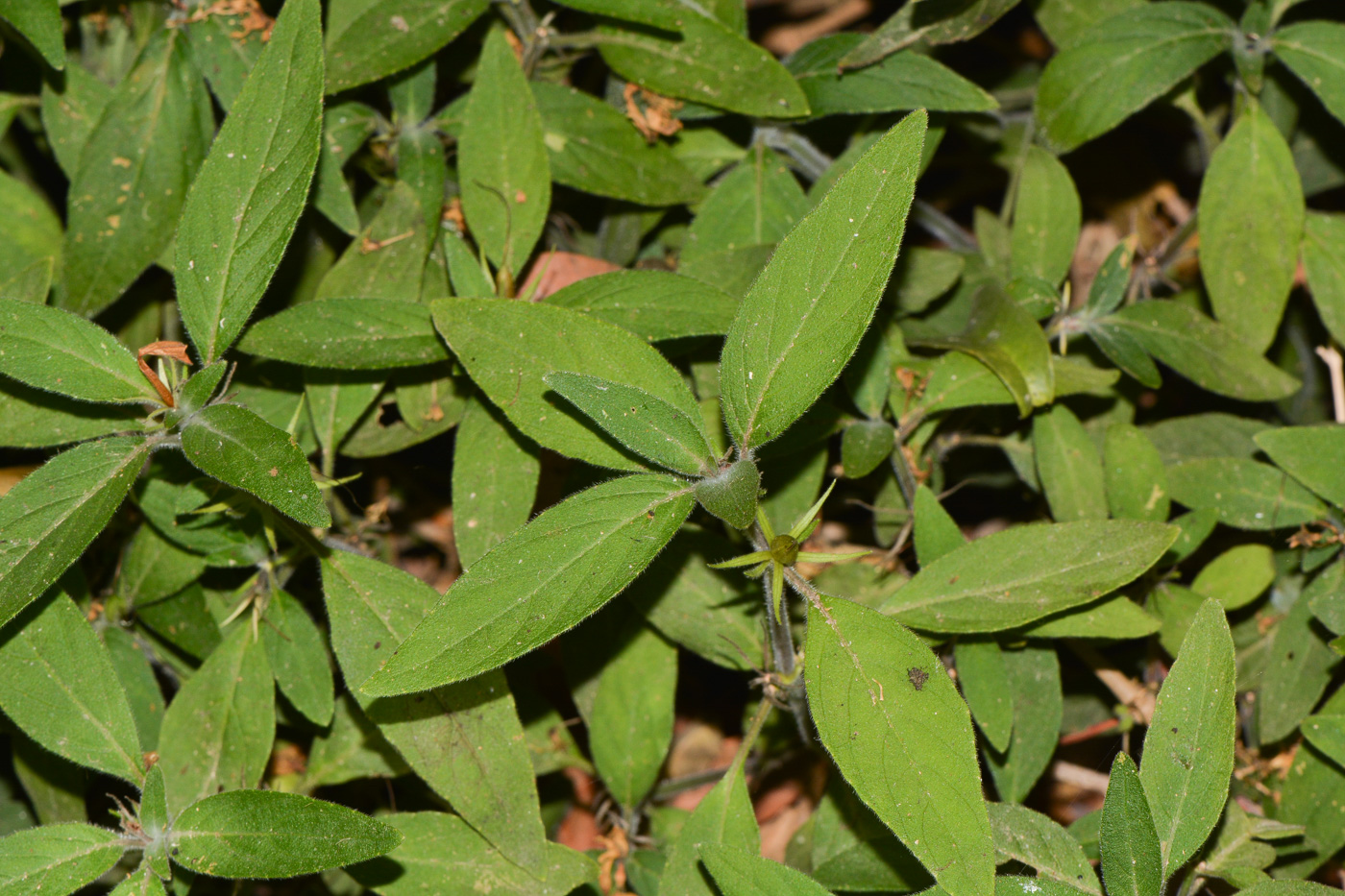 Изображение особи Ruellia prostrata.