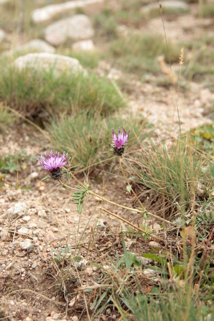 Image of Cousinia bonvalotii specimen.