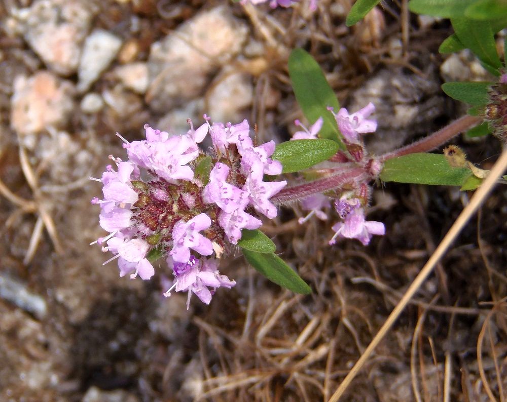 Image of Thymus &times; tschernjajevii specimen.