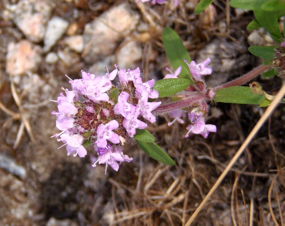 Изображение особи Thymus &times; tschernjajevii.