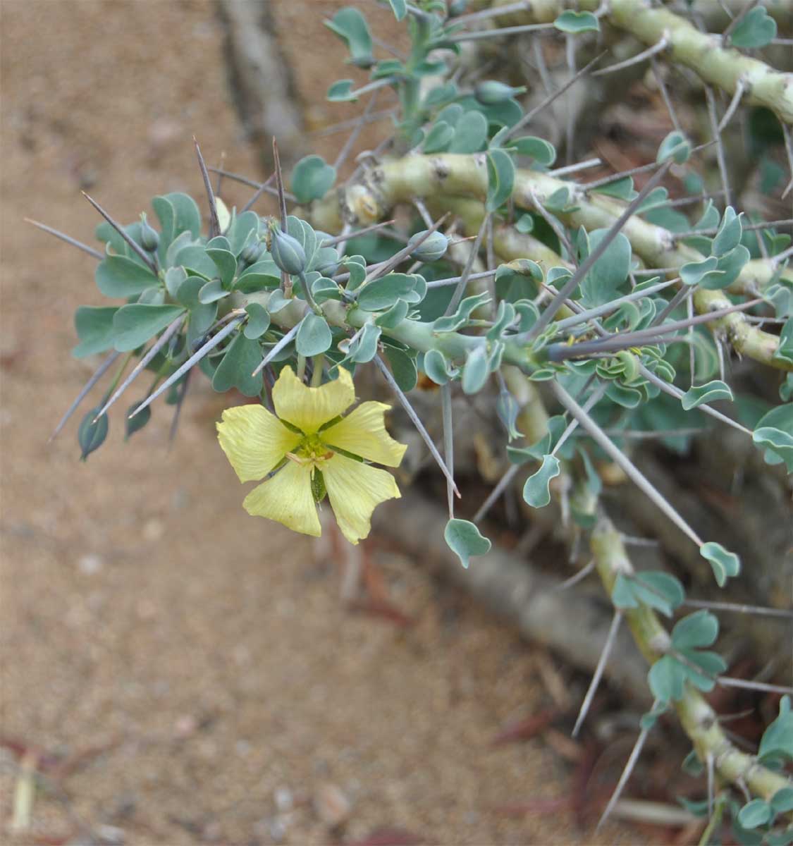 Image of Sarcocaulon lheritieri specimen.