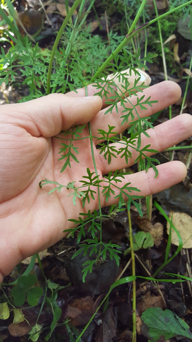 Изображение особи Thyselium palustre.