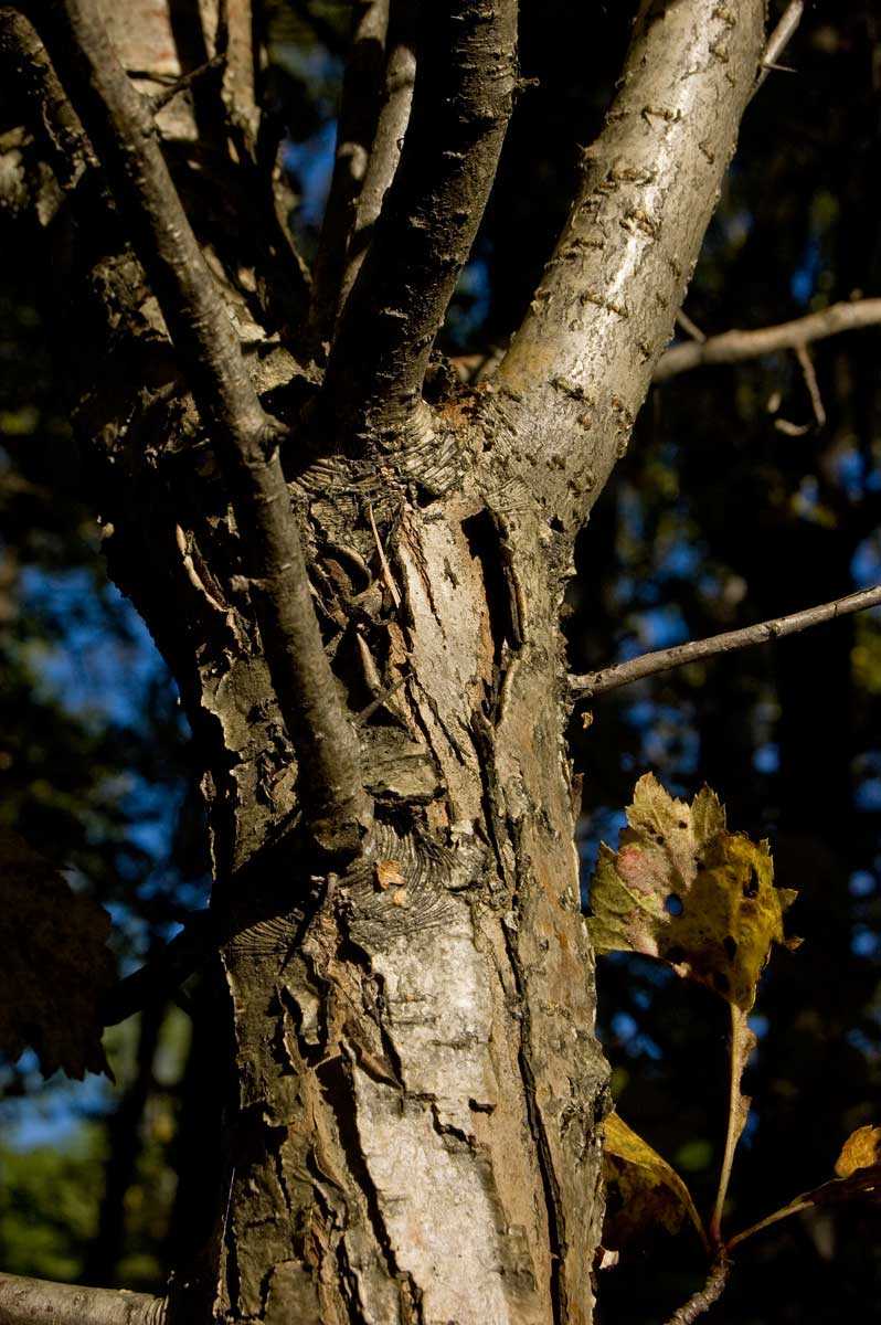 Изображение особи Crataegus sanguinea.