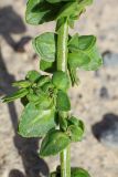 Atriplex micrantha