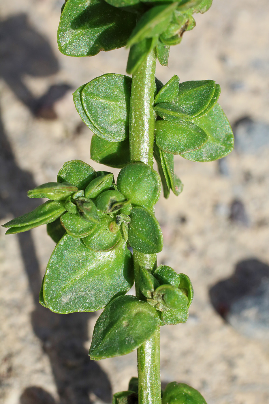 Изображение особи Atriplex micrantha.