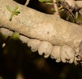 Calothamnus quadrifidus