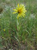 Tragopogon dasyrhynchus. Цветущее растение. Крым, окр. Феодосии, гора Джан-Куторан. 30 апреля 2010 г.