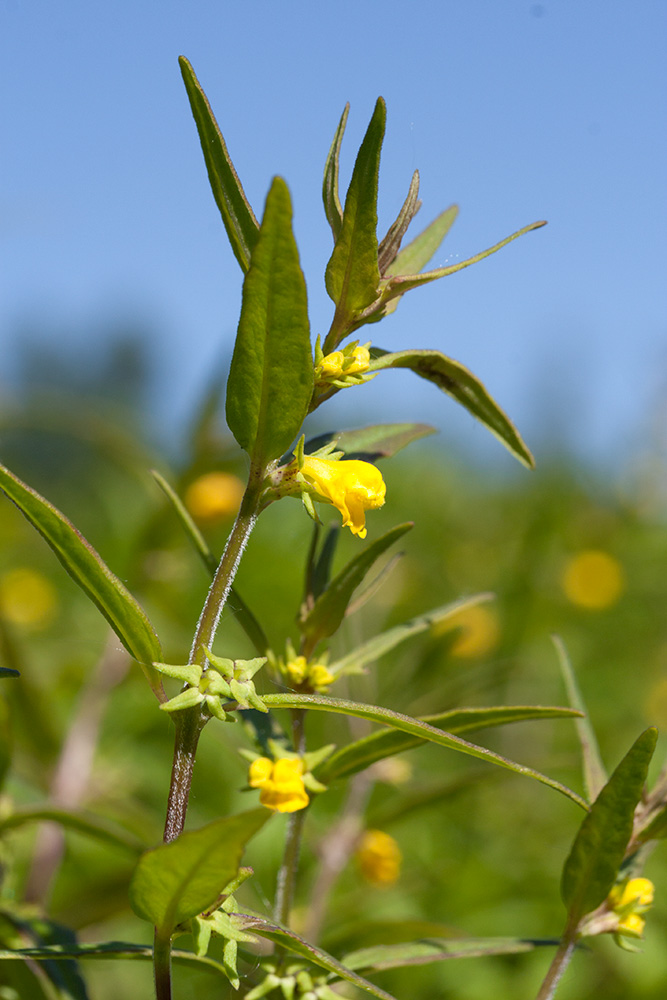 Image of Melampyrum sylvaticum specimen.