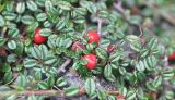 genus Cotoneaster