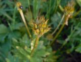Trollius sachalinensis