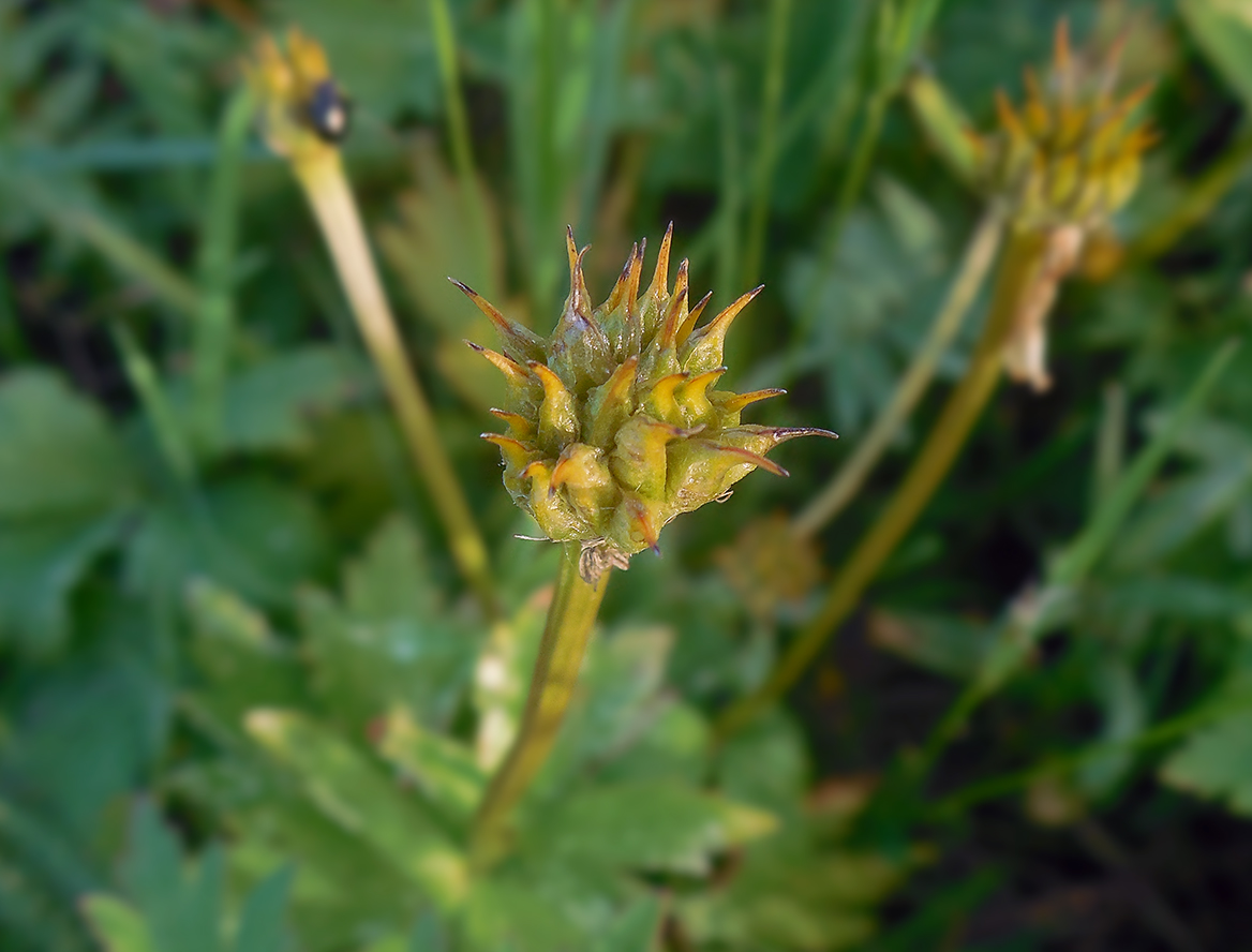 Image of Trollius sachalinensis specimen.